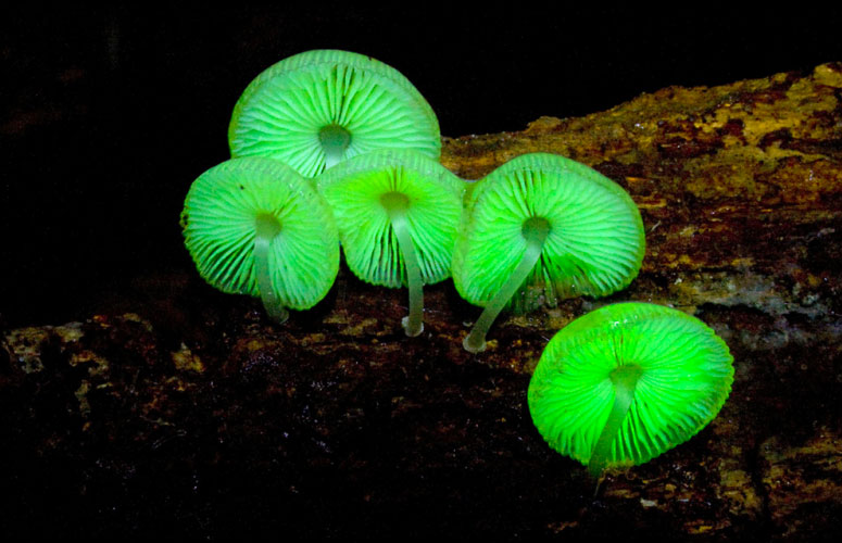 glow in the dark mushroom kit foxfire photo